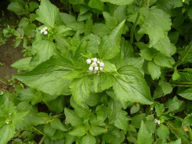 HerbalistChief's tweet photo. Ladies, 

After vaginal delivery,  boil goat weed in water and perform a sitz bath with it. 

It provides quick relief from pain, treats sores, inflammations and promote faster tissue repair. Nature heals. https://t.co/UOWUMfCwo6