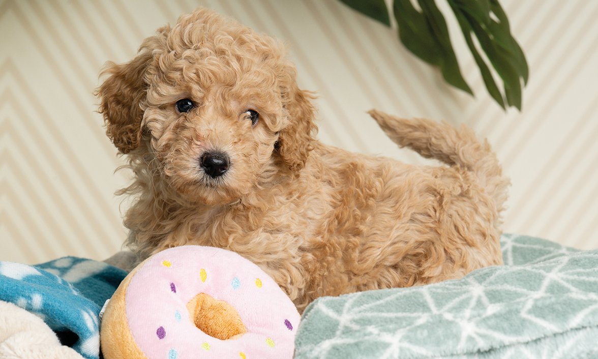 Hearing Dogs for Deaf People tweet media