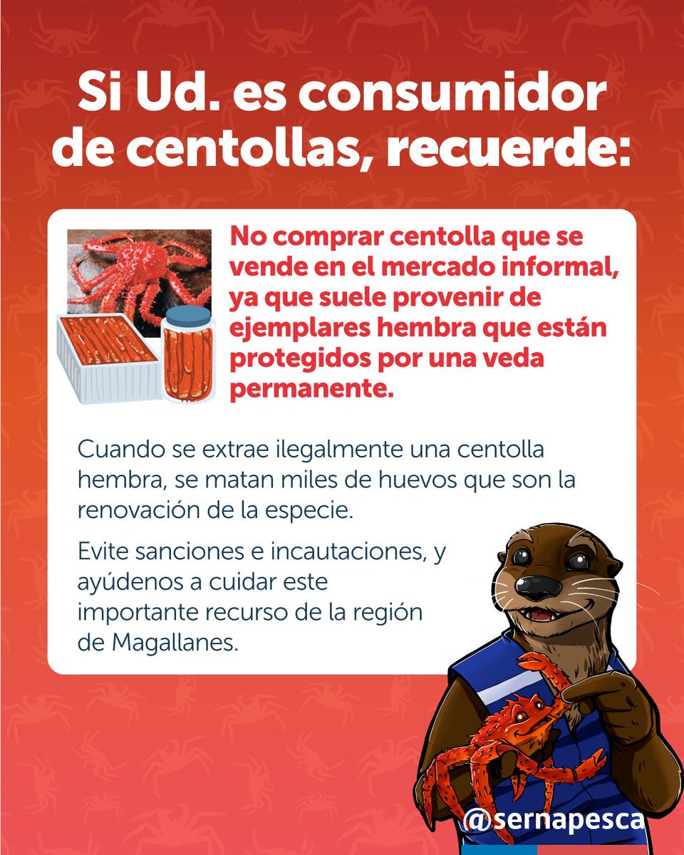 sernapesca's tweet photo. ¡Julio llegó con centollas! Se abrió la temporada de extracción de este recurso en la región de #Magallanes.

Recuerda no comprar en el comercio informal dado que pueden provenir de ejemplares hembra que se encuentran en veda permanente. https://t.co/O12GUivKrN