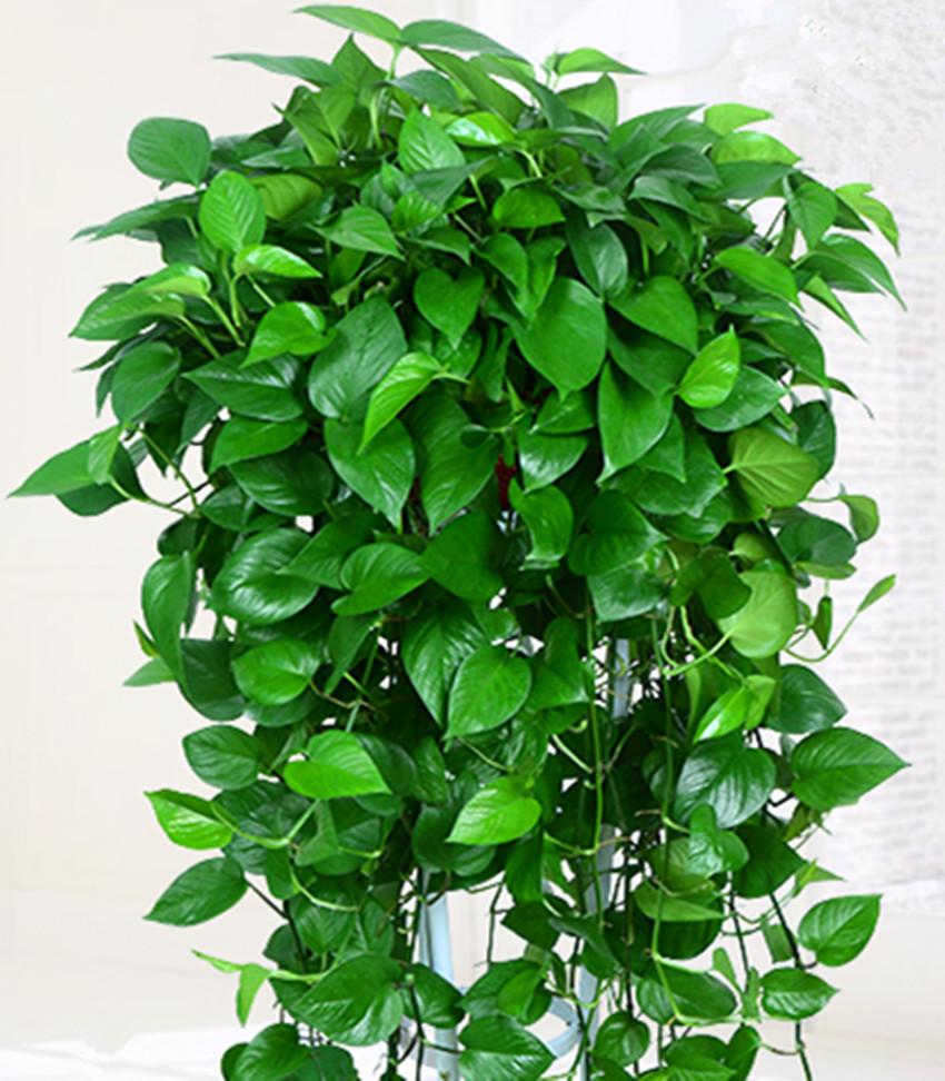 MWhyet86509's tweet photo. Keep your pothos thriving! Water when top 2 inches of soil is dry, place in bright indirect light. No green thumb needed! https://t.co/lbmP5QTZSx