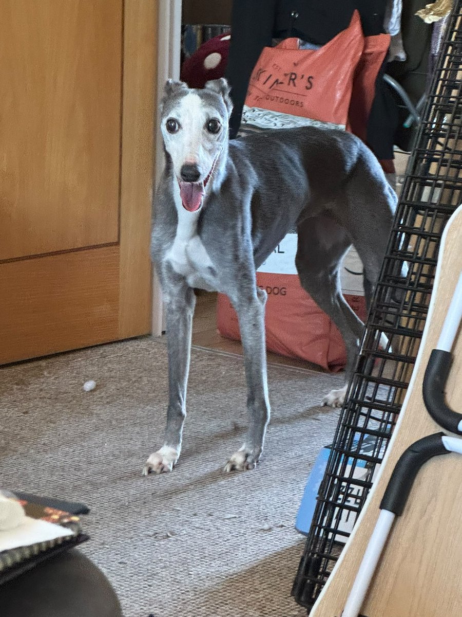 millypod1's tweet photo. WINNIE HOME SAFE. THANKS FOR RT's 😊🐕🐾
🆘14 July 2026 #Lost Winnie #ScanMe
ELDERLY Whippet Female
#MorchardBishop #Devon #EX17
Owner: Very timid and old. She's only been here for 24 hours so doesn't know the area. https://t.co/xiZOAPE1Ew https://t.co/pHs3VLxyI3