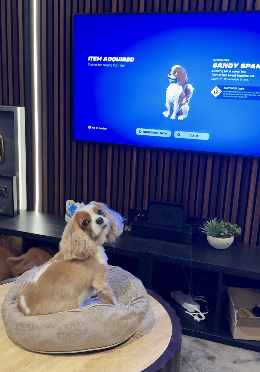 OMGitsAliA's tweet photo. Eevee’s very happy to get her own Icon sidekick in Fortnite 🐶

(For those of you that watched her in my Pokemon GO videos, she’s now 10 years old!) 💙 https://t.co/KYRLIvwHKA