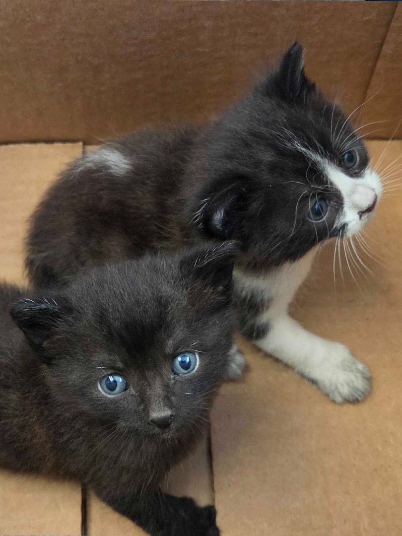 SLAClab's tweet photo. Discovery alert: Kittens!

We find more than just scientific breakthroughs here. A set of kittens were recently rescued from one of the SLAC parking lots and promptly adopted by members of our LCLS X-ray laser staff. Cats and lasers are a good match by any means. https://t.co/ZXTvLbdtrz