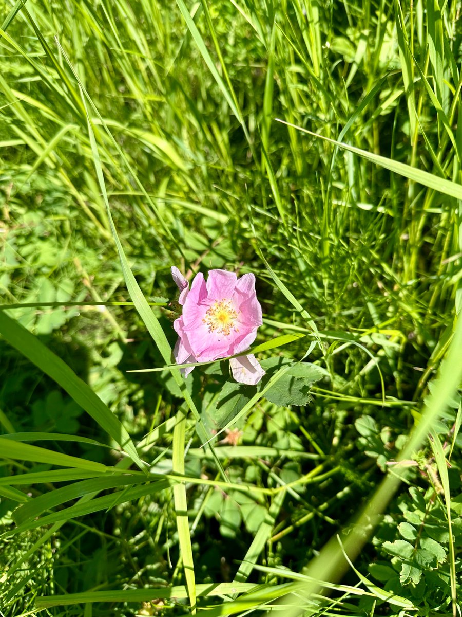 grimeywonder1's tweet photo. the mighty wild rose https://t.co/eRWXvsH0uy