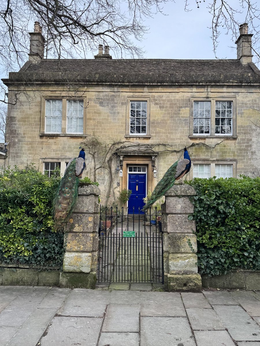 HerodotusWave's tweet photo. A free-roaming peacock outside 40 High Street in Corsham, Wiltshire, a town famous for its wandering birds. https://t.co/u51c6fFDJd