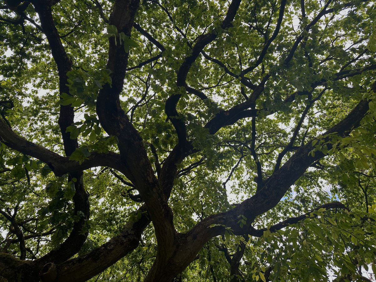 meiyosei's tweet photo. trees have my heart and so do you https://t.co/ofT7E3qoun
