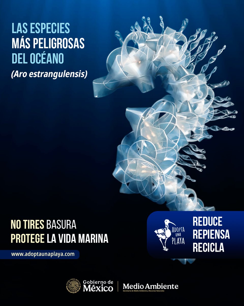 SEMARNAT_mx's tweet photo. Las especies más peligrosas del océano no siempre provienen del mar. Lo que abandonamos en calles, ríos y playas puede terminar afectando a la vida marina.

Cada residuo que evitamos es una oportunidad para proteger nuestros océanos.

No tires basura. Protege la vida marina.
#SomosMedioAmbiente