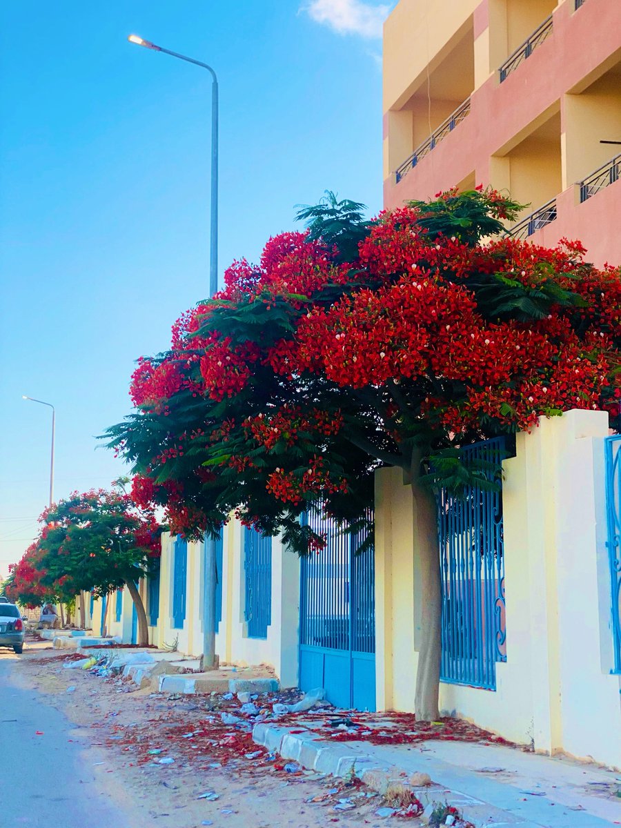 MRashed75's tweet photo. Even in the desert… The Poinciana finds its way 🌺🌺 https://t.co/KqhSPOaWZi