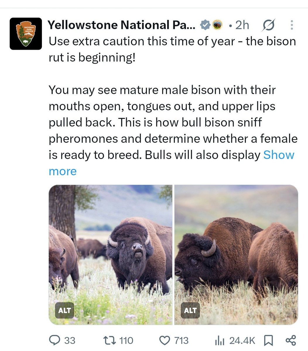 JamesPhill49627's tweet photo. Connect the dots, there's going to be more posts about bison and yellowstone national park is affiliated with the US department of interior

We know the white house likes posting memes probably nothing...

GwZvGvVzjWTL1mvpw55KQWztTQvWo3B6ew16N2aspump https://t.co/XWTodkB8vD