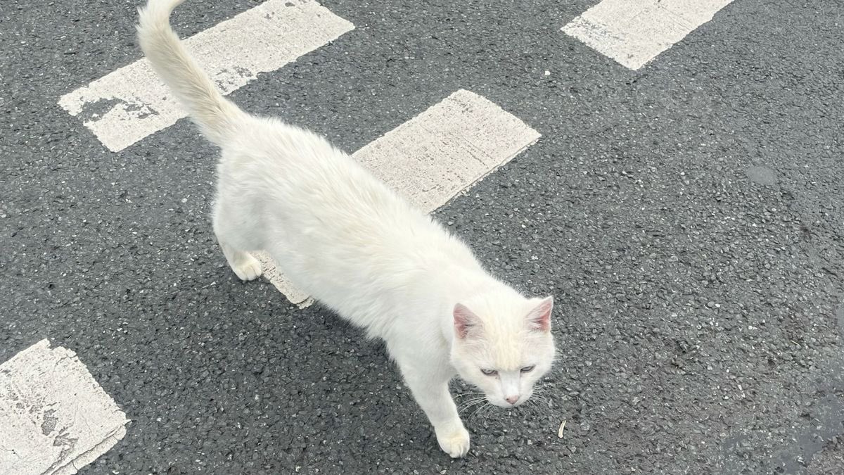 ranger ^. .^₎ฅ tweet media