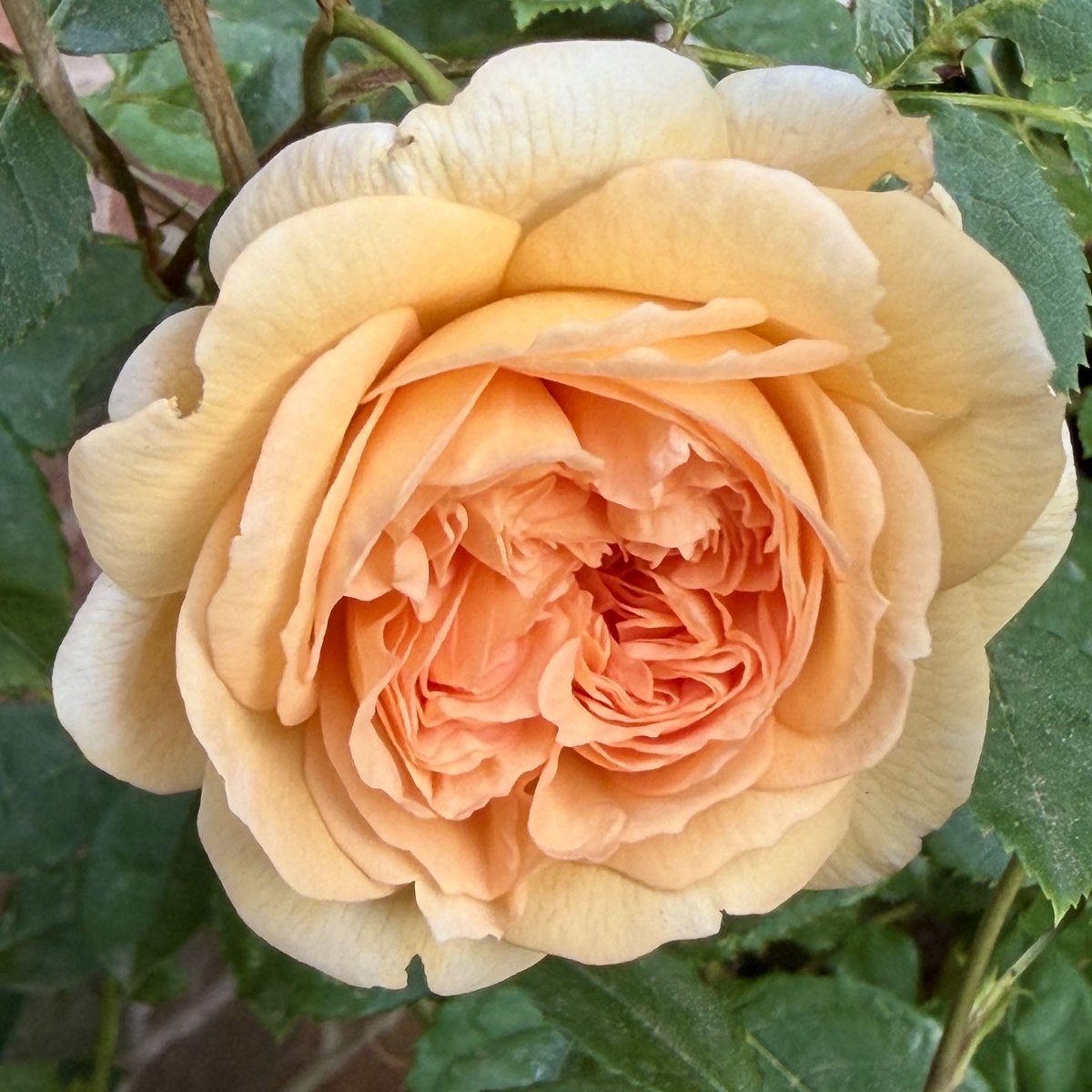 RushforthMike's tweet photo. A new addition to the garden this year and one for #RoseWednesday #Rose #Bathsheba https://t.co/lNyniDiLTj