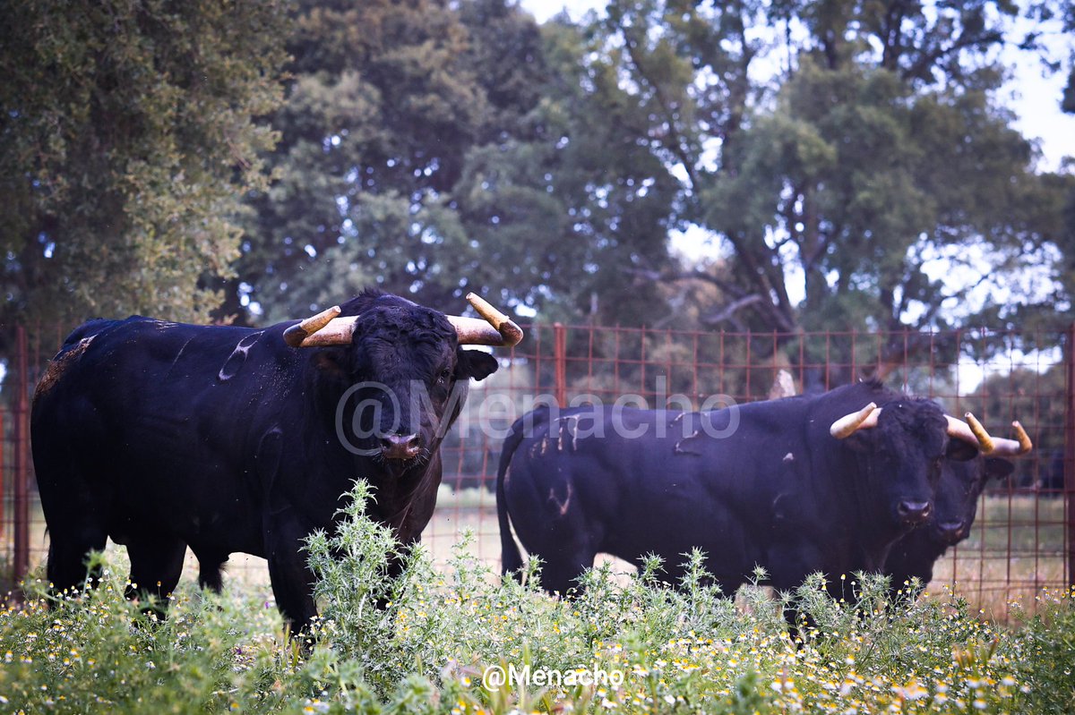 objetivoeltoro's tweet photo. đ„ JosĂ© Enrique Fraile de VALDEFRESNO 2026đ„
Una camada corta pero de categorĂa.
Mañana en la feria de julio de #Valencia y agosto con #Madrid y una preciosidad de corrida para Burgo de Osma
#campocharro #toroenelcampo #torodelidia https://t.co/iGrhjsMBil