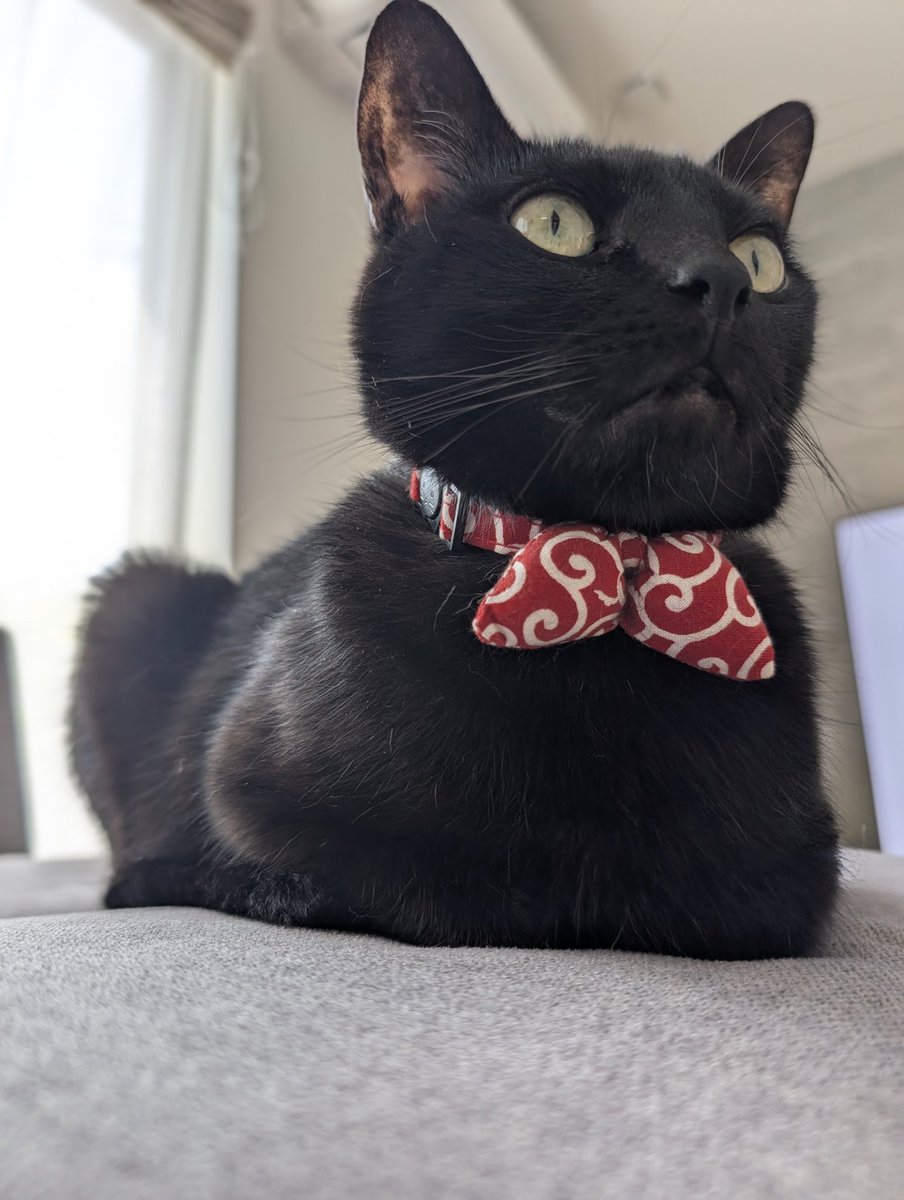 konekowohirotta's tweet photo. 3010日目（8年88日目）。
香箱でキメキメな顔してる黒猫。
手足尾を綺麗に隠しているので周囲をグルグル周りしながら感心していたところ、最終的に腹出してごろりとしてた。 https://t.co/EpLA2ZmEH7