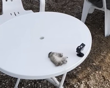 ayecheol's tweet photo. coups gently putting his gloves on the table #cuteaf https://t.co/L9LcUgh5kL