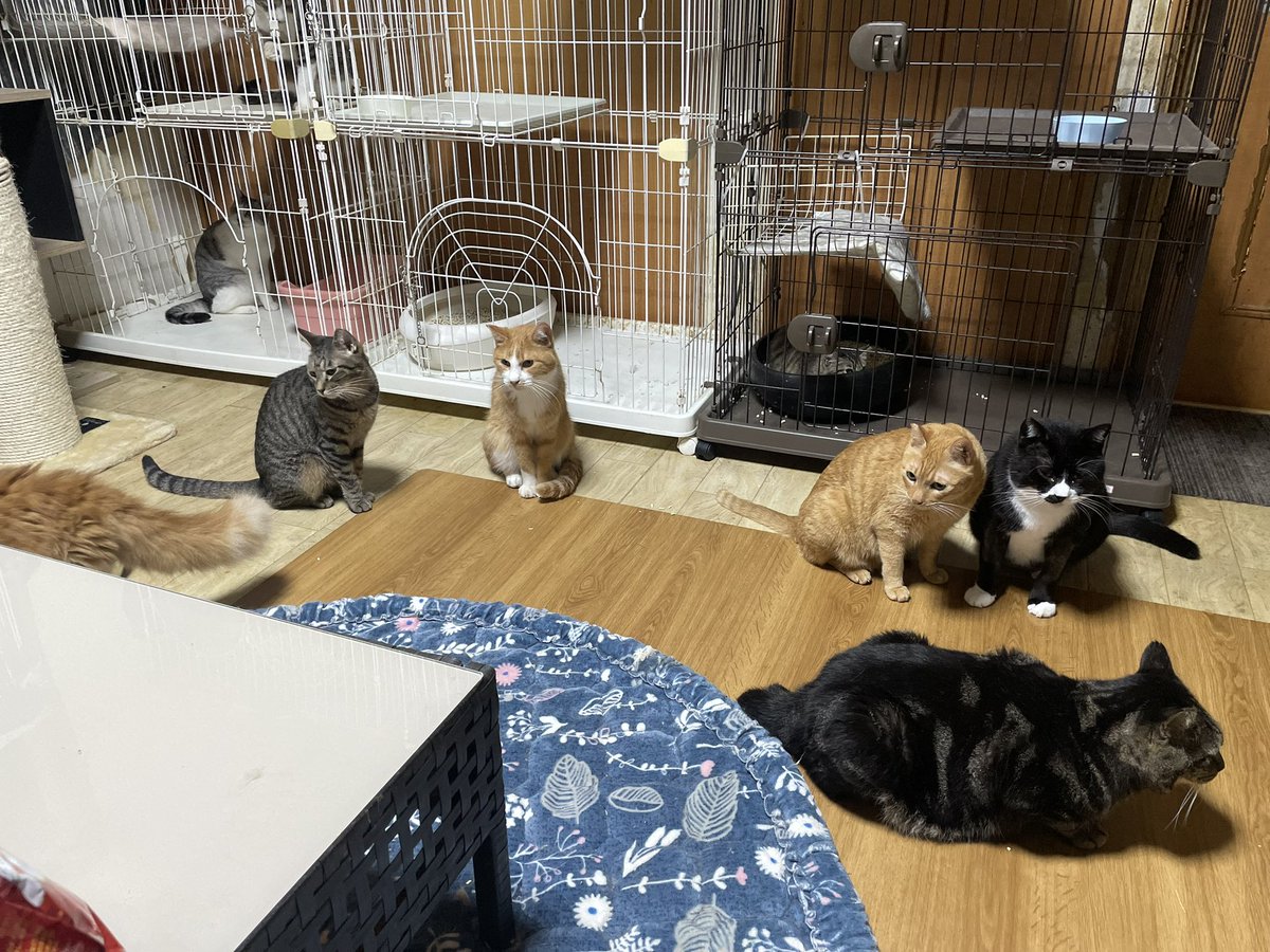 猫たちの お世話が 毎日この時間になる💦 宮城県庁…… お母さん猫だけが