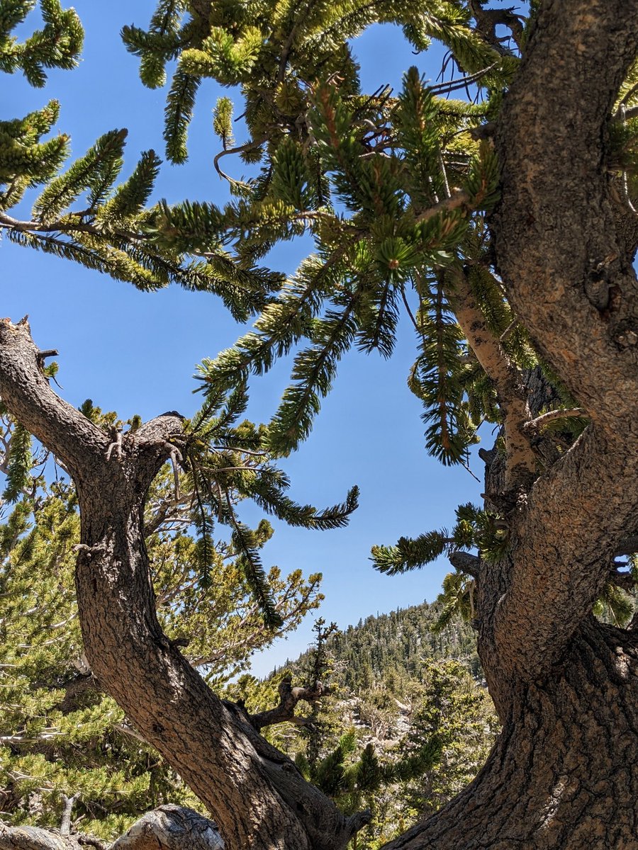 CharlesCMann's tweet photo. 3000+-yr-old bristlecone pines, Great Basin National Park, Nevada. https://t.co/LsnGUiI6lI