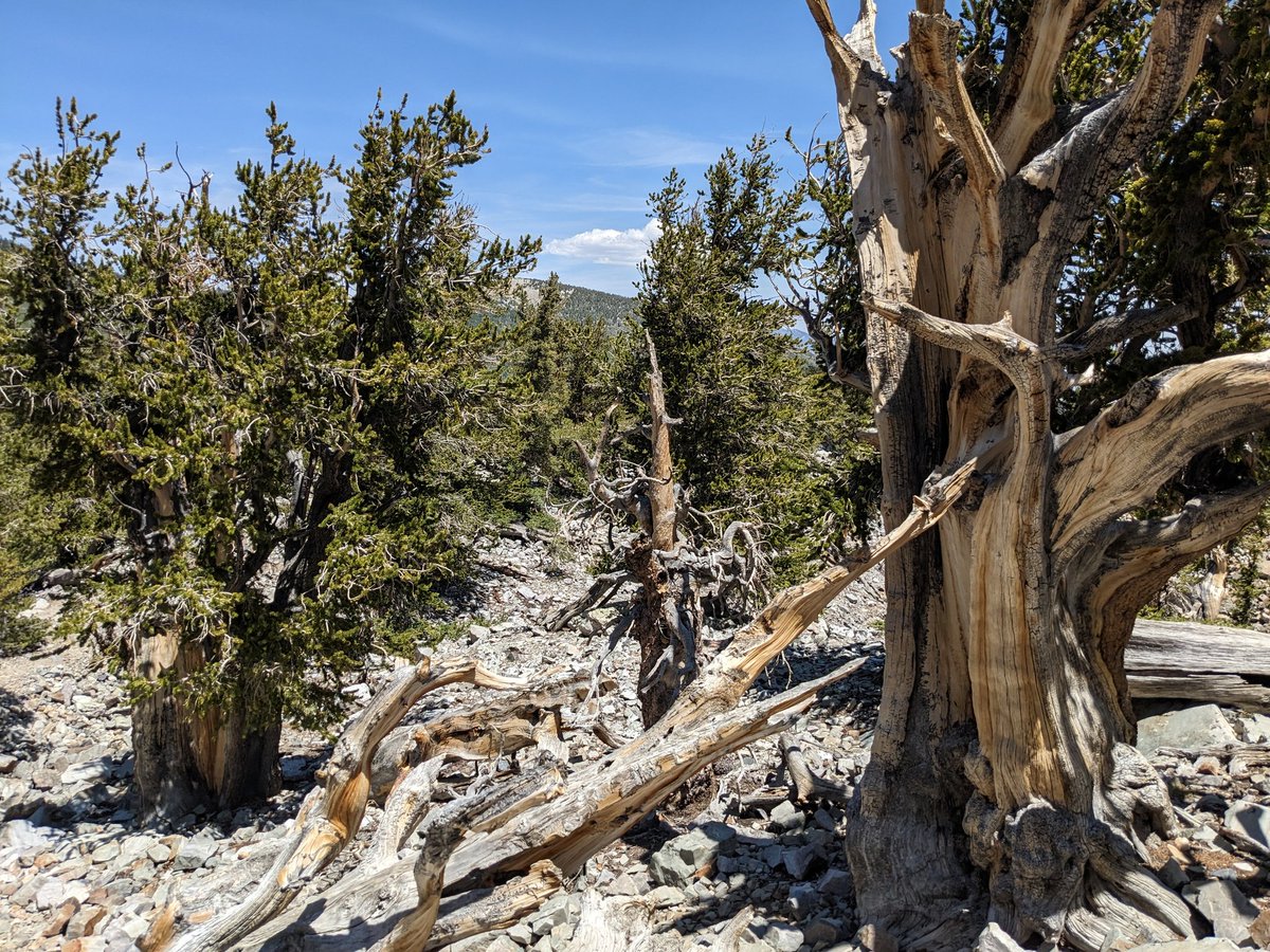 CharlesCMann's tweet photo. 3000+-yr-old bristlecone pines, Great Basin National Park, Nevada. https://t.co/LsnGUiI6lI
