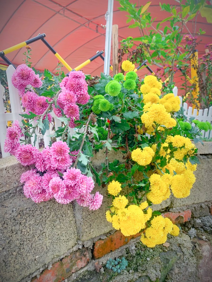 Afklo9's tweet photo. 下班路偶遇卖花阿婆，风都带了香。， https://t.co/1LUaU8LpZ3