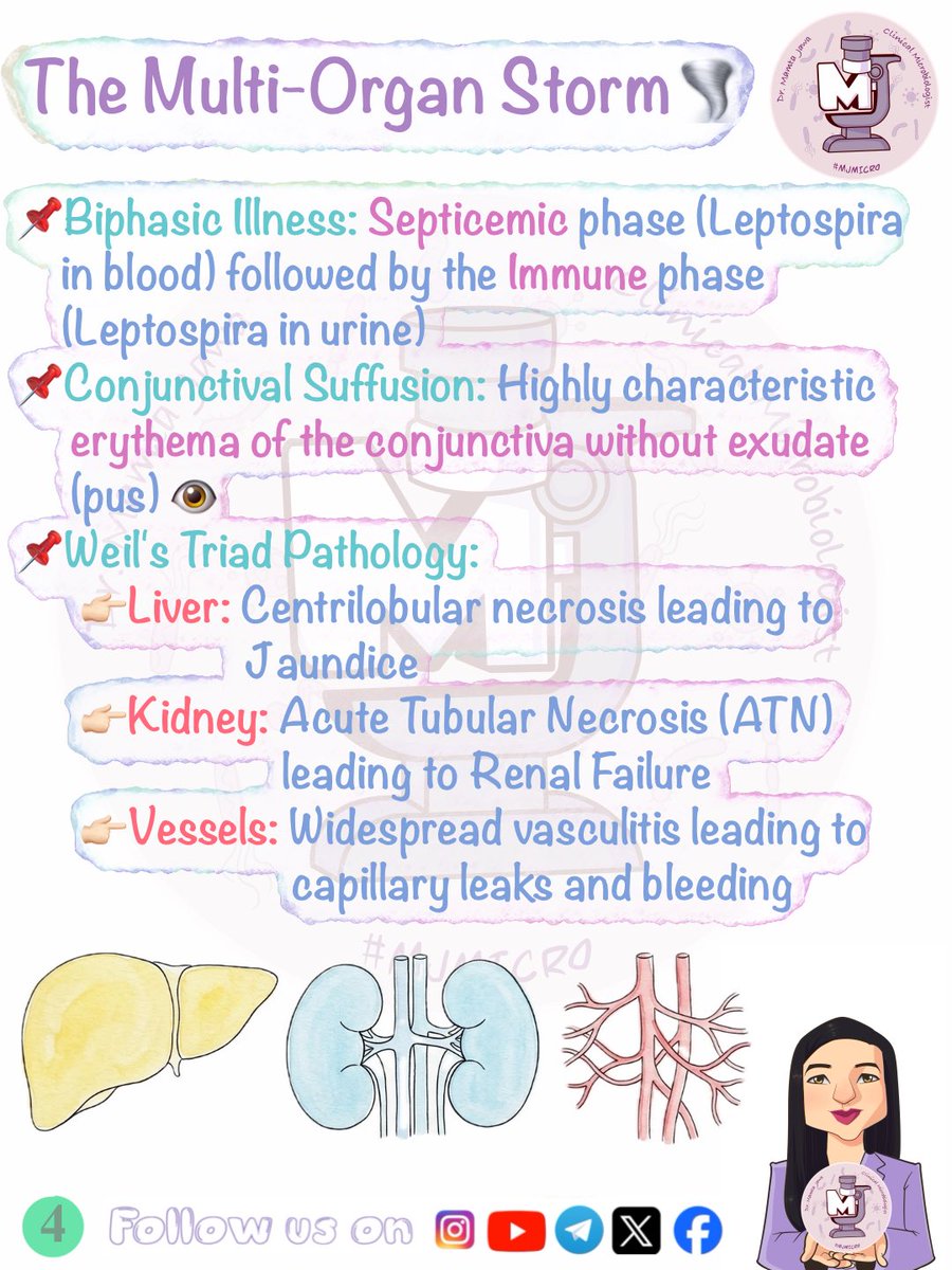 MJ_MICRO's tweet photo. Vignette Wednesday β
π§Ώ (Slides 5-7 in comments)
#MamtaJawa #MJMICRO #MedTwitter #MedX #MedTwt #microbiology #microtwitter #neetpg #fmge #inicet #usmle #mbbs https://t.co/jhRKki6fLb