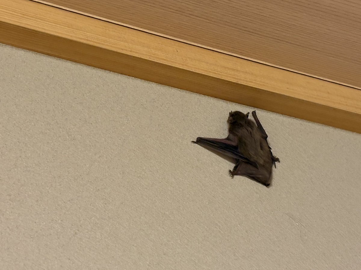 pxp03460's tweet photo. 部屋に蝙蝠🦇　なんでそこにおんねん？ https://t.co/1TomJVWsAu