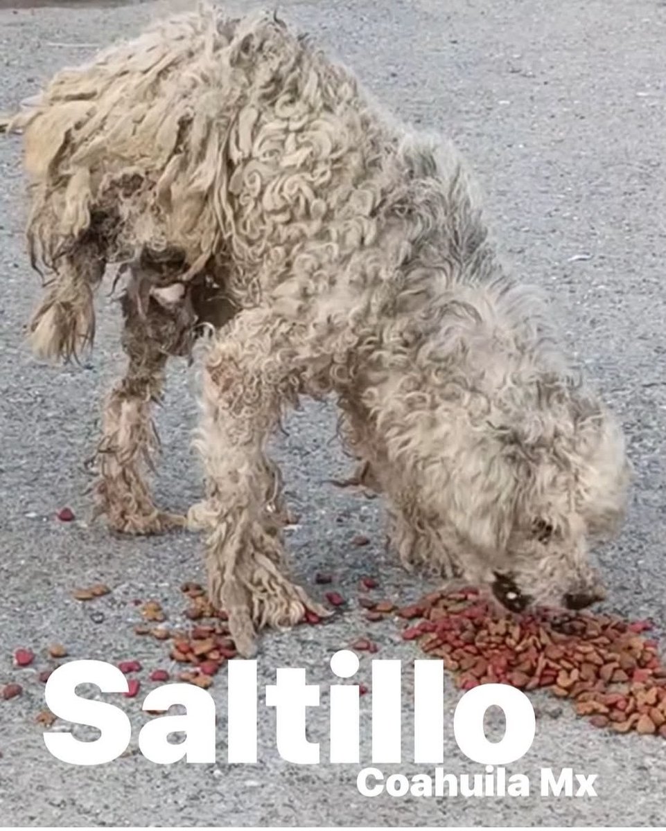 LicAnimalista's tweet photo. S.O.S. Activistas de @SaltilloGob  en Coahuila. Urge rescate y apoyo para este inocente. Ccp. @LicRrg https://t.co/TjwHNnR2dM