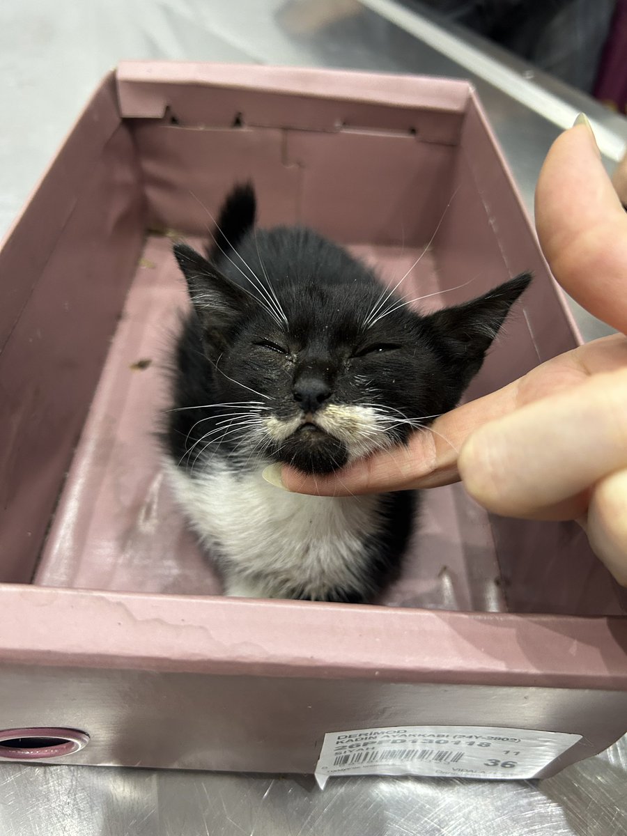 miminimikii's tweet photo. Öl*me yatmışken buldum. Videoda veteriner durumu ile bilgilendirme yapıyor lütfen dinleyin. Daha 2 aylık çok ağır hastalıklarla mücadele ediyor. Alt kısmı kurtlanmaya başlamış. Lütfen desteklerinizi bekliyoruz. Az çok demeden bu minnoşu tedavi ettirelim❤️‍🩹

Klinik ibanı için DM📩 https://t.co/b9st4e52bC
