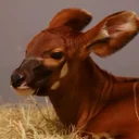 jschreib101's tweet photo. New Bongo Calf, Link will become the next AnimalCoin. https://t.co/CX8i5KW35A