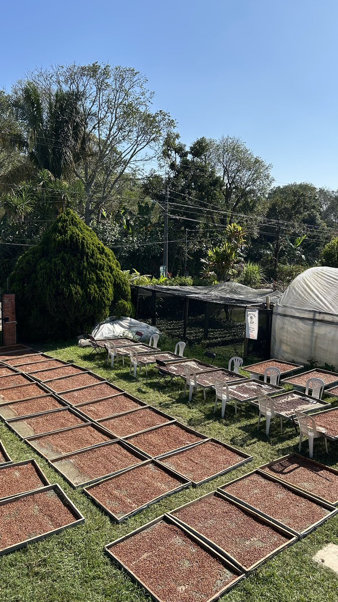 JacintoVallarta's tweet photo. El viernes 17 y sábado 18 estaré haciendo entregas personales de café tostado en el centro de Coyoacán. 

Todo el café lo cultivamos, cosechamos y tostamos mi familia y yo. 
Es a lo que nos dedicamos y lo hacemos con mucha pasión. 

Pueden pedir información por mensaje. https://t.co/GNFhLceDVh