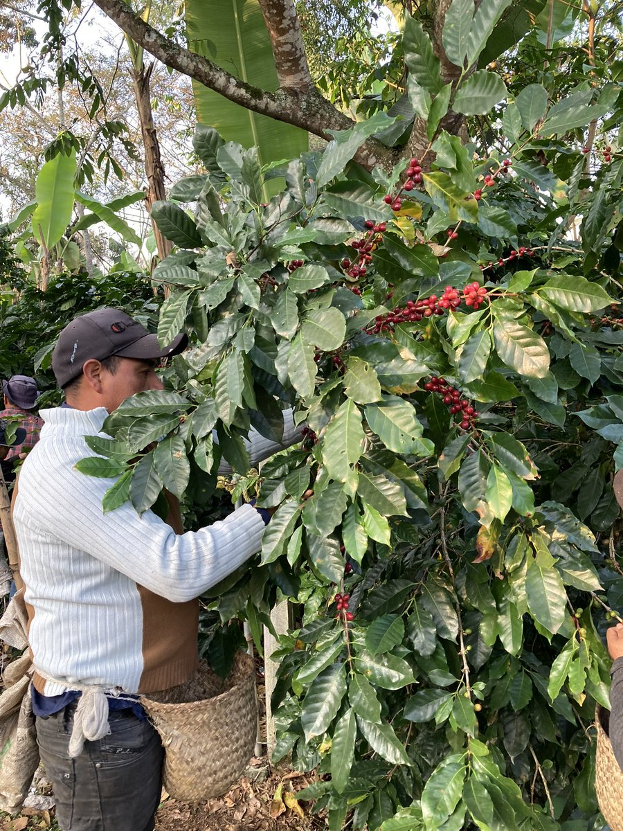 JacintoVallarta's tweet photo. El viernes 17 y sábado 18 estaré haciendo entregas personales de café tostado en el centro de Coyoacán. 

Todo el café lo cultivamos, cosechamos y tostamos mi familia y yo. 
Es a lo que nos dedicamos y lo hacemos con mucha pasión. 

Pueden pedir información por mensaje. https://t.co/GNFhLceDVh