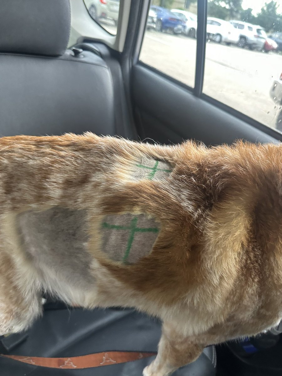 Busterheelermix's tweet photo. Poor Buster has been through a lot these past 5 weeks. Found mass on heart. Able to treat (not cheap😩)through radiation. Just finished last round today and said is shrinking. Got graduation bandana. @passthegravypod @notpatdionne @AlexJMiddleton #PTGnotcool but now cool https://t.co/K0cMEs1ihD