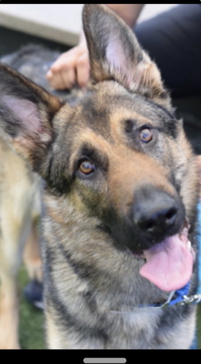 KellyG581976179's tweet photo. Attention : Northeast (From Virginia to Maine ) Foster Needed Now

This is 3 year old, GSD King Julian .  He desperately needs a kind person to offer to Foster him to Save his Life!

He could be Killed at Anytime‼️

He is located at Queens Pound in NYC.

King Julian needs a Rescue, Pledges for Rescue and Foster.

Fostering is Free through a Rescue.

Please DM @notthesameone2 if you can Foster this gorgeous boy or Share him.  He can’t be Saved if he isn’t Seen.