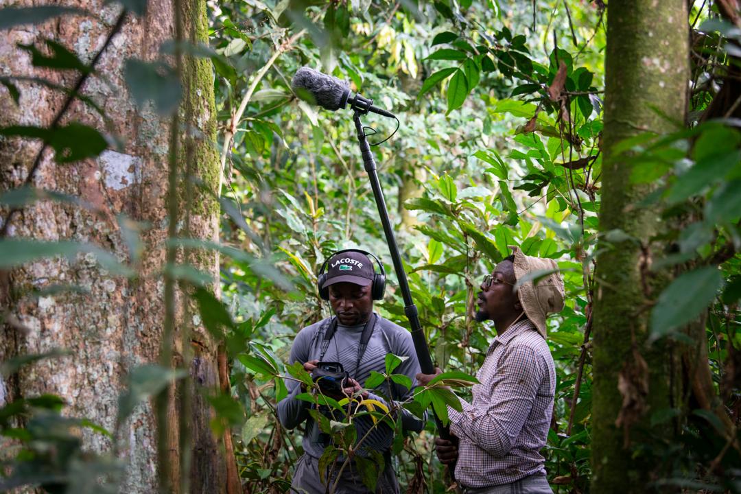 FloridaAtlantic's tweet photo. #FAU scientists have discovered a new species of #Africanmonkey named Colobus congoensis. This discovery marks only the 5th new monkey species in Africa identified in the past 75 years. 

https://t.co/pvDYK8bCzM https://t.co/rIhErhQijr