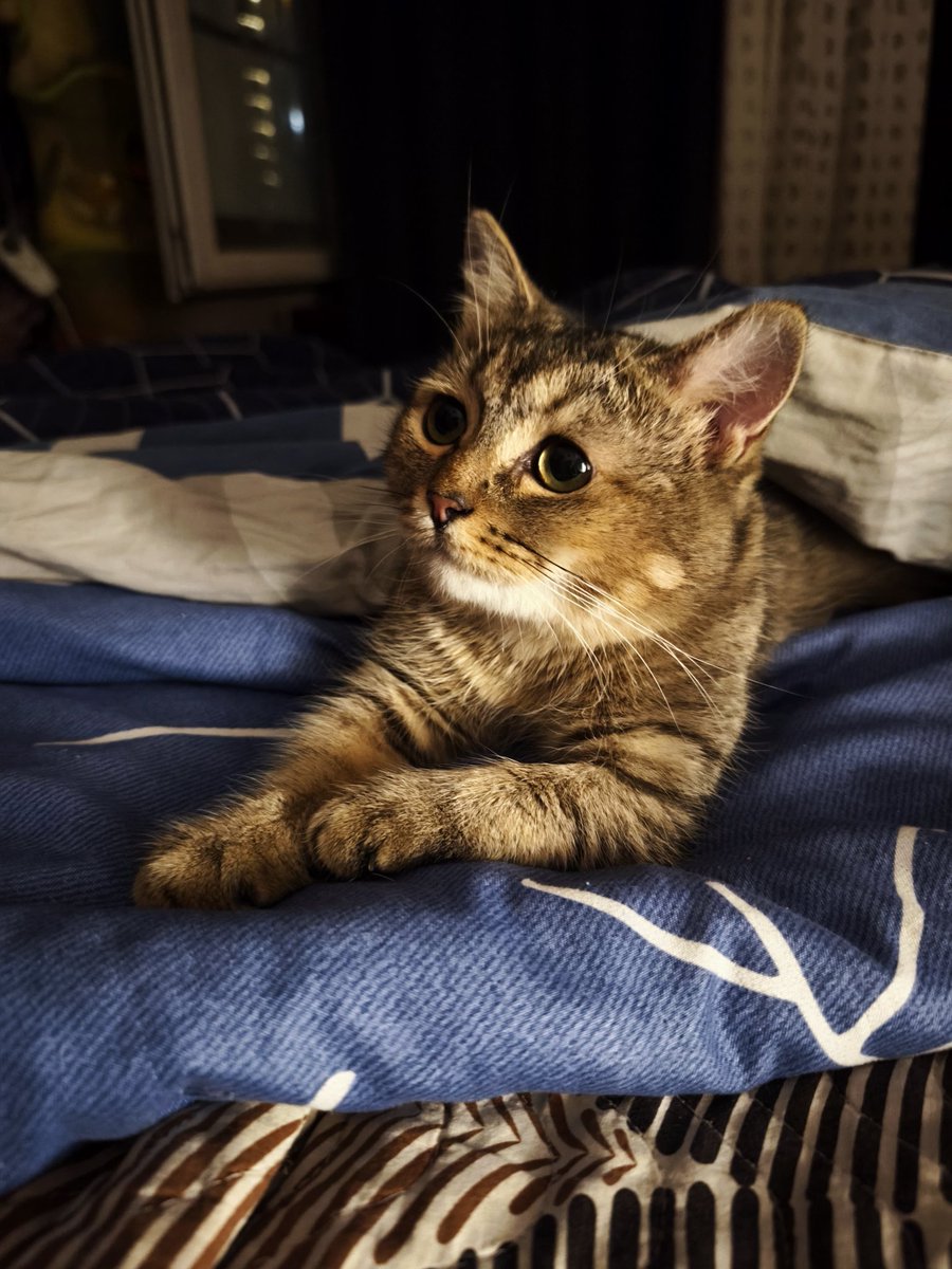 MISwetka's tweet photo. Такой славный котик с деформацией лапки, видимо родовая травма.
Живой, весёлый, жить это ему не мешает абсолютно!
Пока зовём Шпротик.
Кастрировали, проглистовали надеемся, что найдется ему любящая семья. https://t.co/T4tn3HxTcF