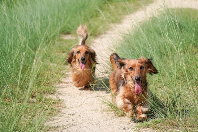 BrothersTreats's tweet photo. We just couldn’t let today go by without wishing you a Happy National Hot Dog Day! #hotdog #NationalHotDogDay #BrothersForLifeTreats #LongLifeForDogs #LongLifeForCats #DogTreats #HealthyDogTreats #MadeInAmerica https://t.co/D7uj9KvwpZ