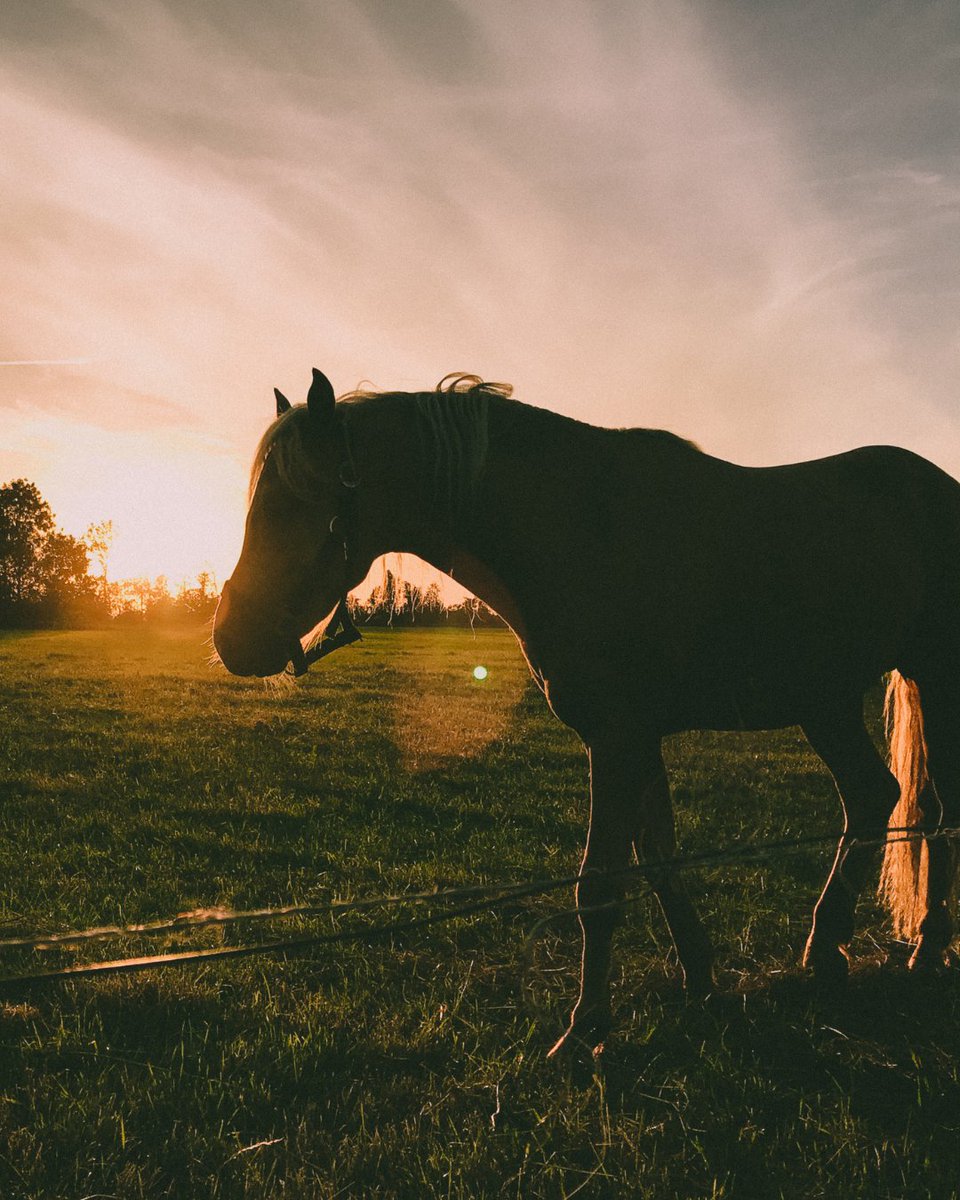 HCOIllinois's tweet photo. Sunset views are best enjoyed with a good friend. 🐎

Whether you just wrapped up a long day of work, finished a solid training session, or just went out to check the fences, there’s no better company.

#HorseCreekOutfitters #WesternStyle #SunsetViews #RanchStyle #HorseLovers https://t.co/BX1CUlAlMu