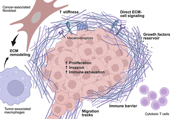 Extracellular Matrix News tweet media
