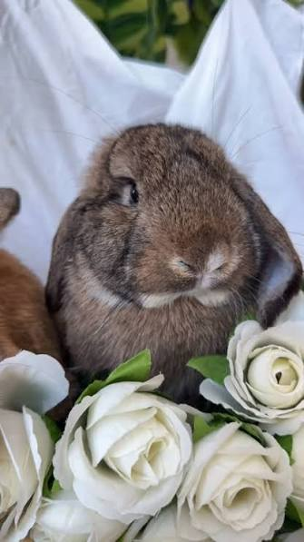 bunnycvit_ tweet picture