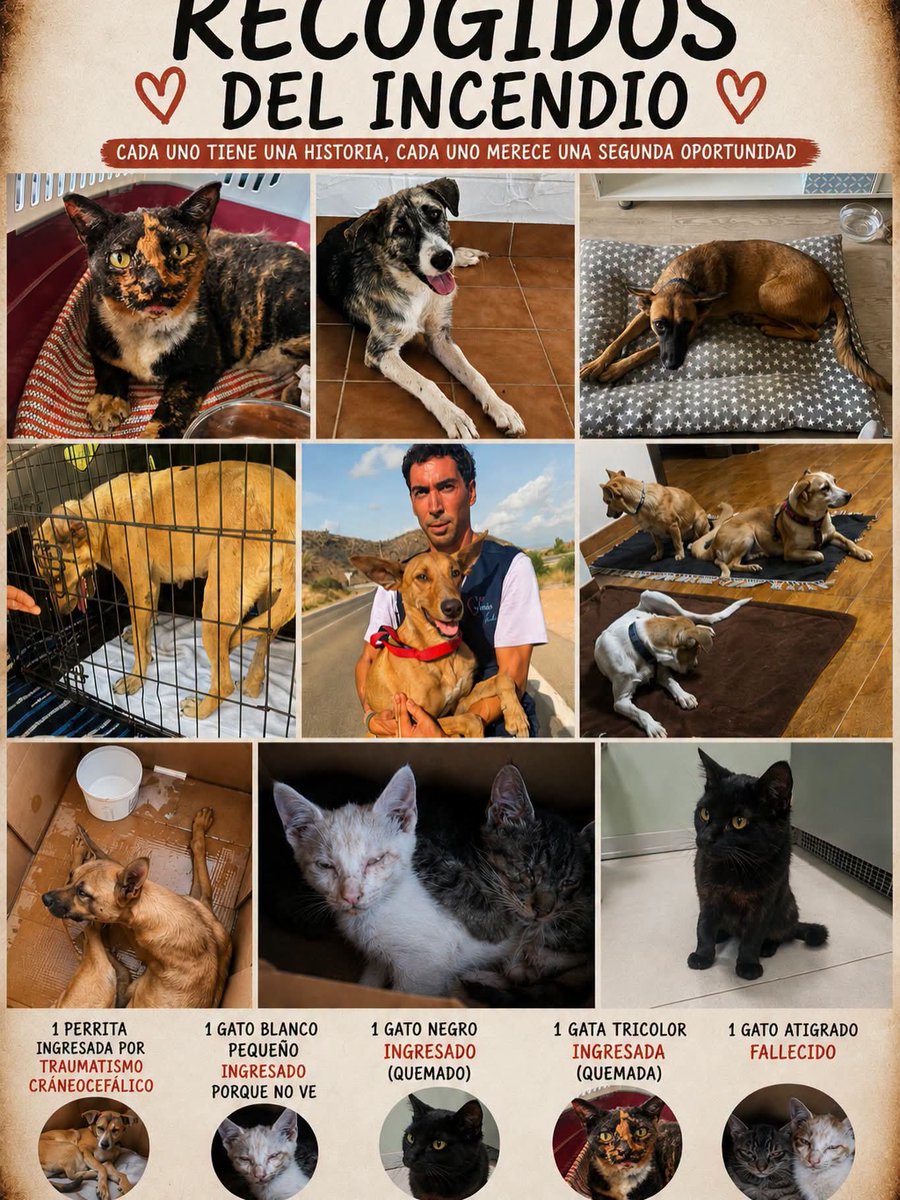 areagossosbdn's tweet photo. 🆘🆘¡¡ATENCIÓN!!🆘🆘
La entidad animalista ELEOS necesita ayuda para conseguir casas de acogida provisionales, especialmente en #Garrucha y #Vera #Almeria, para los animales rescatados del incendio.
Máxima difusión.
📣📣📣
#ayudaurgente
https://t.co/4q0cwyHOhq https://t.co/pnNqbrADzG