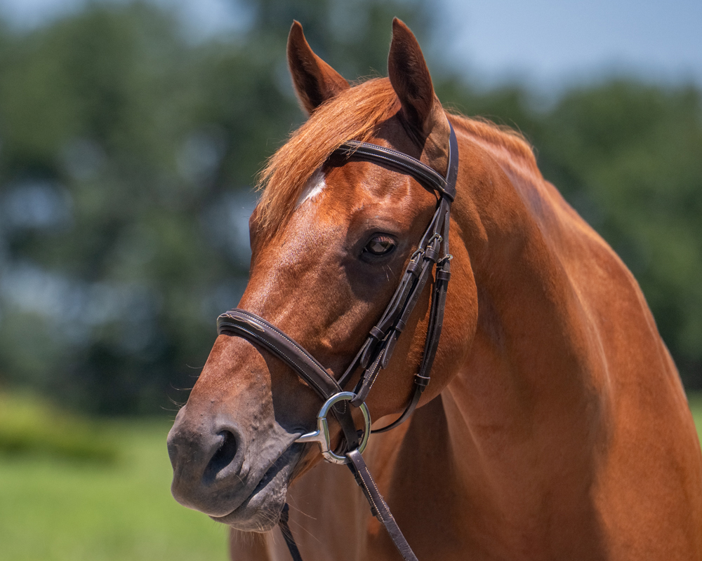 NewVocations's tweet photo. 🧭 No matter which direction you're headed, NORTH BASIN is ready to be your guide! 🧭

🏔️ 2022 Thoroughbred Gelding
🏔️ 16.2 h
🏔️ Location: Lexington, KY
🏔️ FMI: https://t.co/LVJ7H6qQ0l

"North" is a big, handsome gelding with an even bigger goofy personality! He leads politely around the farm, stands quietly for grooming, bathing, and tacking, and enjoys spending his nights turned out with his friends. Under saddle, North has stepped into his second career like he's been doing it for years. With three lovely, floaty gaits and a willing, can-do attitude, he has been an absolute joy to ride. His large frame, uphill build, and natural athleticism make us think he'll thrive in dressage, eventing, or just about any direction his future adopter chooses. North has no known injuries or limitations and is ready to begin his next chapter. If you're looking for a talented young Thoroughbred with a great brain, a fun personality, and unlimited potential, North is ready to point you in the right direction!

Interested in adoption? Click here: https://t.co/UzMgVLFDk6

#OTTB #Thoroughbred #ExRacehorse #RetiredRacehorse #HorseAdoption #DressageProspect #EventingProspect #NewVocations #FuturePartner #SecondCareerHorse