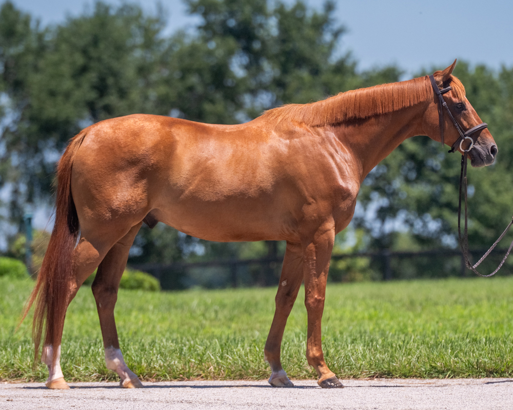NewVocations's tweet photo. 🧭 No matter which direction you're headed, NORTH BASIN is ready to be your guide! 🧭

🏔️ 2022 Thoroughbred Gelding
🏔️ 16.2 h
🏔️ Location: Lexington, KY
🏔️ FMI: https://t.co/LVJ7H6qQ0l

"North" is a big, handsome gelding with an even bigger goofy personality! He leads politely around the farm, stands quietly for grooming, bathing, and tacking, and enjoys spending his nights turned out with his friends. Under saddle, North has stepped into his second career like he's been doing it for years. With three lovely, floaty gaits and a willing, can-do attitude, he has been an absolute joy to ride. His large frame, uphill build, and natural athleticism make us think he'll thrive in dressage, eventing, or just about any direction his future adopter chooses. North has no known injuries or limitations and is ready to begin his next chapter. If you're looking for a talented young Thoroughbred with a great brain, a fun personality, and unlimited potential, North is ready to point you in the right direction!

Interested in adoption? Click here: https://t.co/UzMgVLFDk6

#OTTB #Thoroughbred #ExRacehorse #RetiredRacehorse #HorseAdoption #DressageProspect #EventingProspect #NewVocations #FuturePartner #SecondCareerHorse