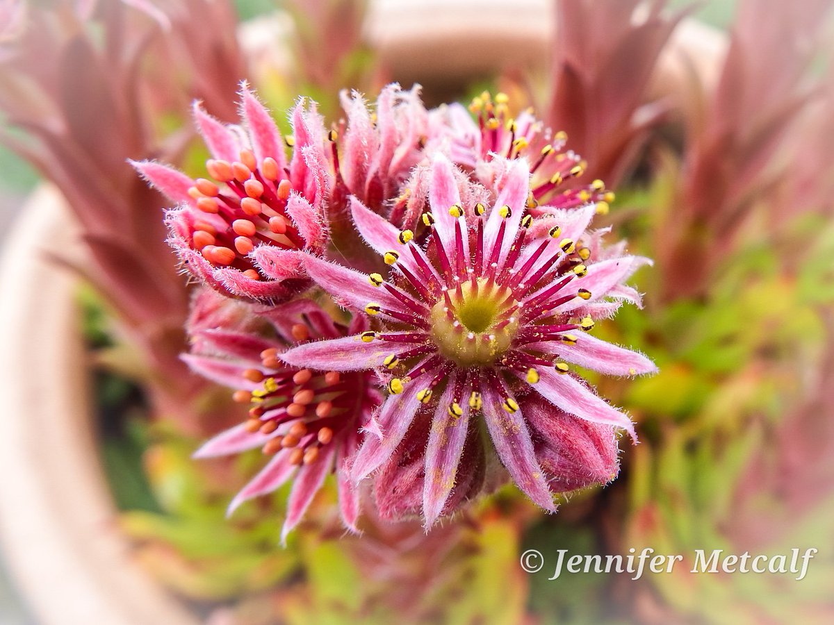 Jennife14435458's tweet photo. Sempervivum blossoms 😍 

Houghton le Spring ❤️ https://t.co/6b1T9zwjDZ