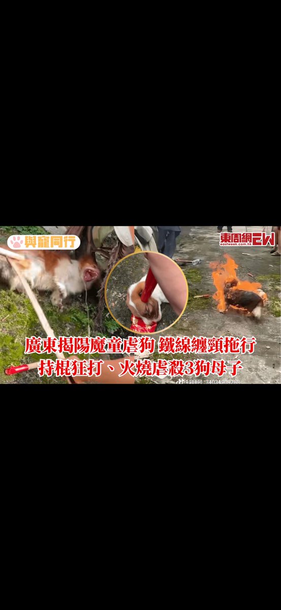 xxxx_Vo's tweet photo. 中国で起きた許されない事件
『旺旺』と言う犬と旺旺の子供達3匹が犠牲になった。4人の少年に鎖に繋がれ長時間に渡って棒で叩かれ、仔犬は先に全て亡くなった。
旺旺はその後、生きたまま目を潰され
生きたまま火をつけられて息絶えた。
全て動画見たけど、動悸したし涙でた。
許されん

ほんまに https://t.co/GKTarkaQJL