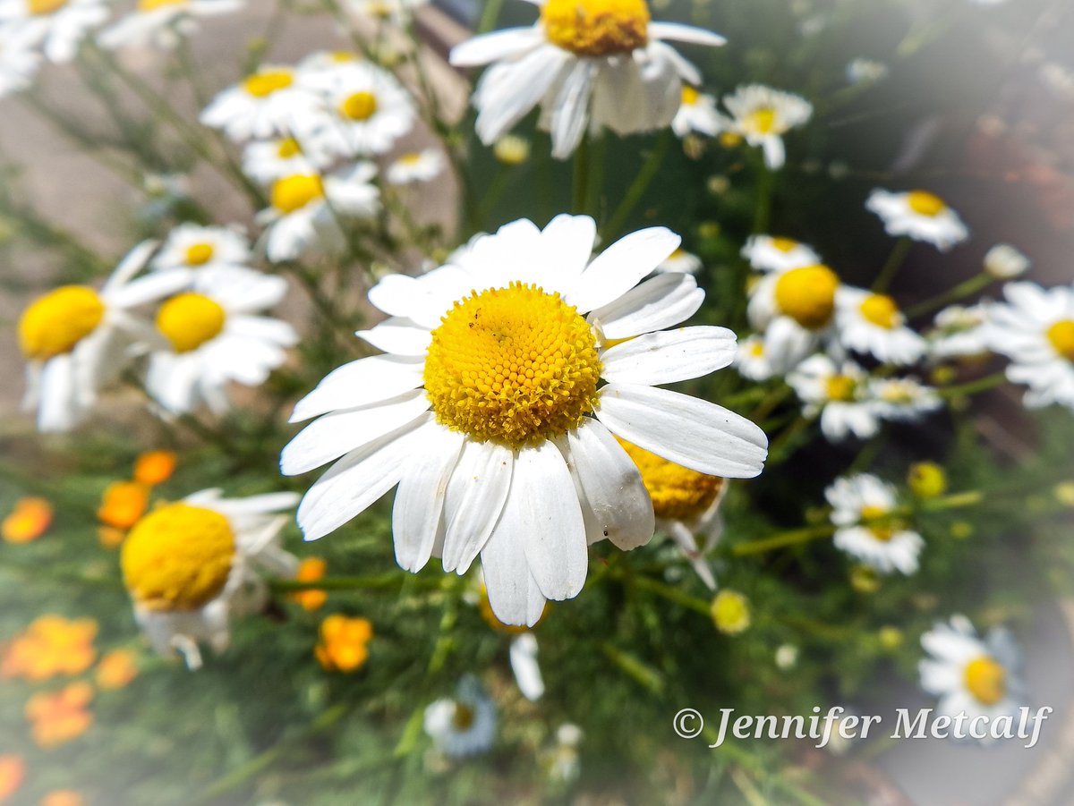 Jennife14435458's tweet photo. Chamomile 😍 

Houghton le Spring ❤️ https://t.co/5VcCV41n3S