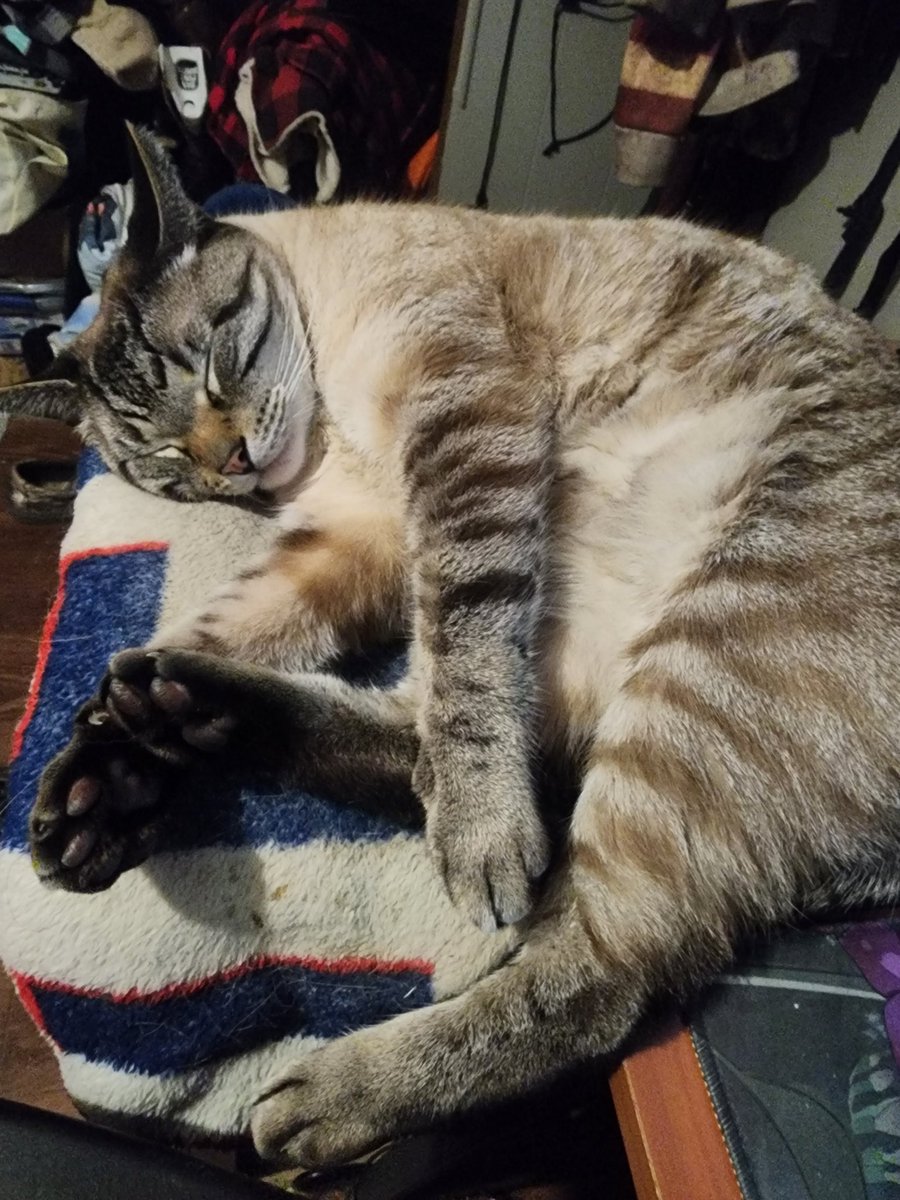 Dr_Stego's tweet photo. @PillowHoney My kittyboy https://t.co/xqvs61BYUg