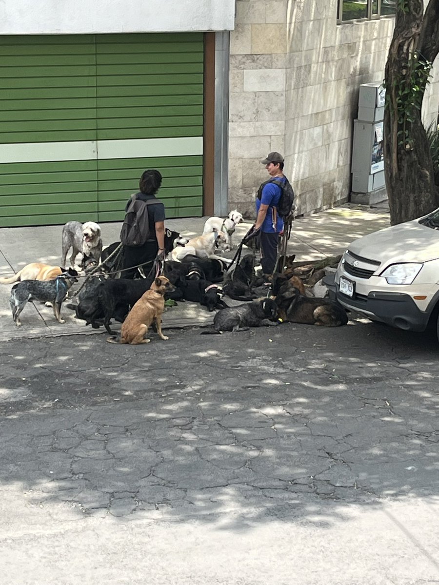 Uhluulaa's tweet photo. 2 personas paseando 20 perros… URGE regular a los paseadores de perros. Por más tranquilos y esucadls que sean, son perros. Si uno se jala de más, se enoja o se asusta…sería un desastre. 

Y como dueño… ¿por qué dejas a tu perro en manos de ellos? @tlacodelvalle @En_laDelValle https://t.co/SiIhC9Jeri