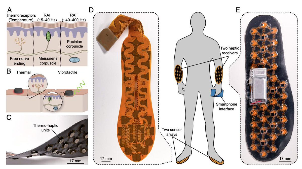 DOUBLExA's tweet photo. A paper years in the making just landed in PNAS 🦾

This one started back when we were still at the University of Illinois, in collaboration with the John Rogers group at Northwestern. Seeing it published is a full circle moment. https://t.co/hf5rIJvizN