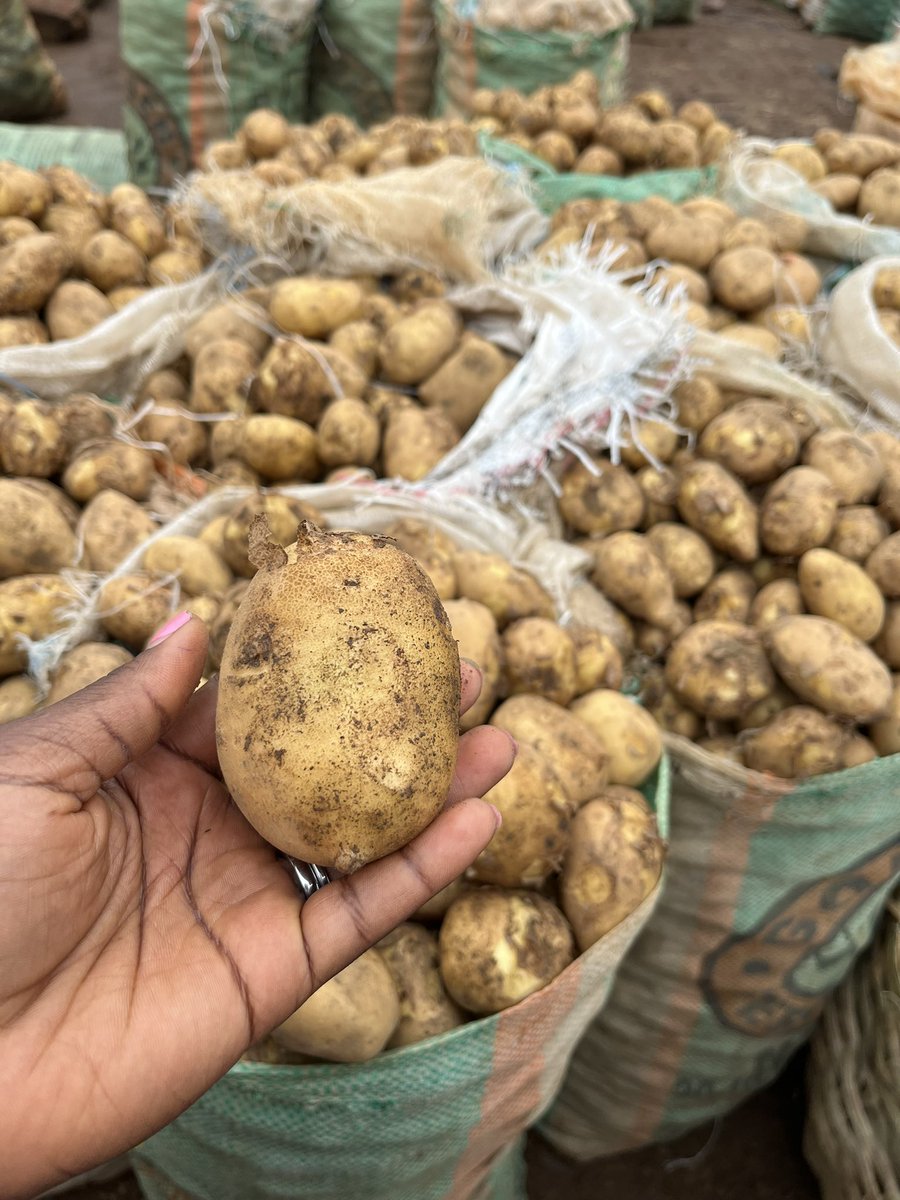 My_specc's tweet photo. Fresh Irish straight up from farm..
Oya bring 70,000 carry one bag.
Price is gradually dropping but may not be as cheap as it was last year..
Location is Jos.
Send a DM to order yours.. https://t.co/QY9zptFAVl