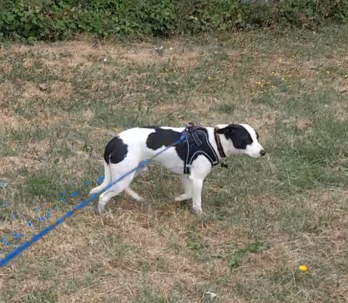 millypod1's tweet photo. π14 JULY 2026 #Lost Micky #ScanMe
#RESCUE Hound /Cross Breed Male
#Countesthorpe #Leicester #Leicestershire #LE8
Only had a week. Nervous Dog (do not chase)
https://t.co/KJ5dXY4mrL https://t.co/OlQSRSMuYM