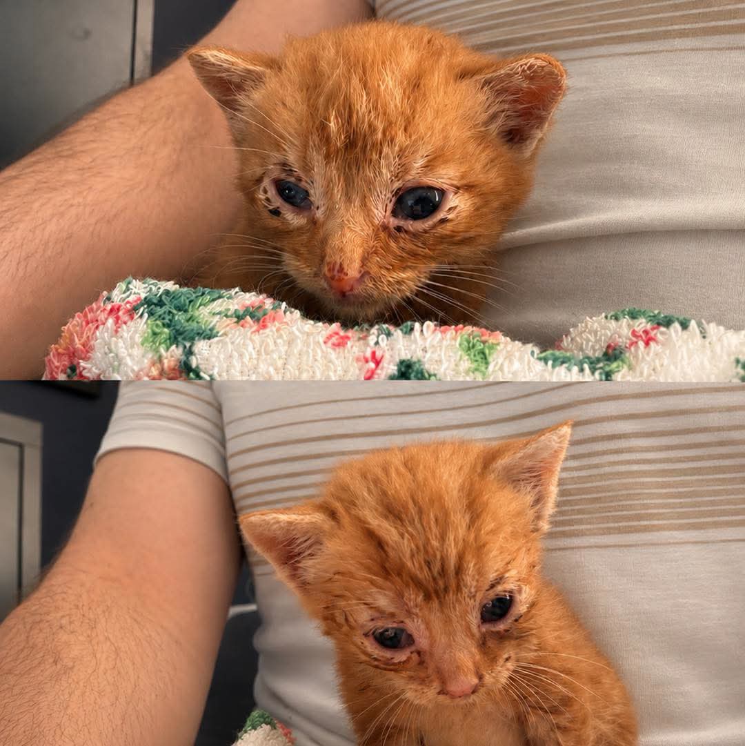 team_greenacres's tweet photo. 🐶🐈It's Raining Kittens & Puppies. We Need Your Help On #wishlistwednesday Please🐈🐶
Right now, nutrition is absolutely vital for the little kittens & puppies under our care. To help them thrive, we rely on high-quality food
We desperately need👇
🐶Royal Canin Puppy Food (we will be raising the puppies on this brand)
😺Lily’s Kitchen Kitten Food
😺Royal Canin Kitten Food
😺Royal Canin Gastrointestinal Kitten Food (for the poorly kittens & those with sensitive stomachs)
If you'd like to donate to help our kittens & puppies, please check out our Amazon Wishlist below👇
https://t.co/g9IwjBkEgQ
We know these aren’t the cheapest options but they truly make a difference in helping these little ones grow, recover & flourish
🖥Please note: If an item says “can’t deliver” it’s an Amazon glitch. Apologies, this is an ongoing, Amazon issue & happens randomly. Please choose another item from the list🖥
🛒These items are available from other retailers, so please donate via an avenue that suits you (address in photos). Amazon is just very quick & convenient🛒
Every single donation, no matter how small, helps us give them the care they desperately need
💚Thank you for helping us give them a fighting chance. Together, we can make sure every one of these tiny lives gets the future they deserve💚
#teamgreenacres #rescue #rehomehour #caturdayeve #caturday #CaturdaySaturday #Pembrokeshire #wales
