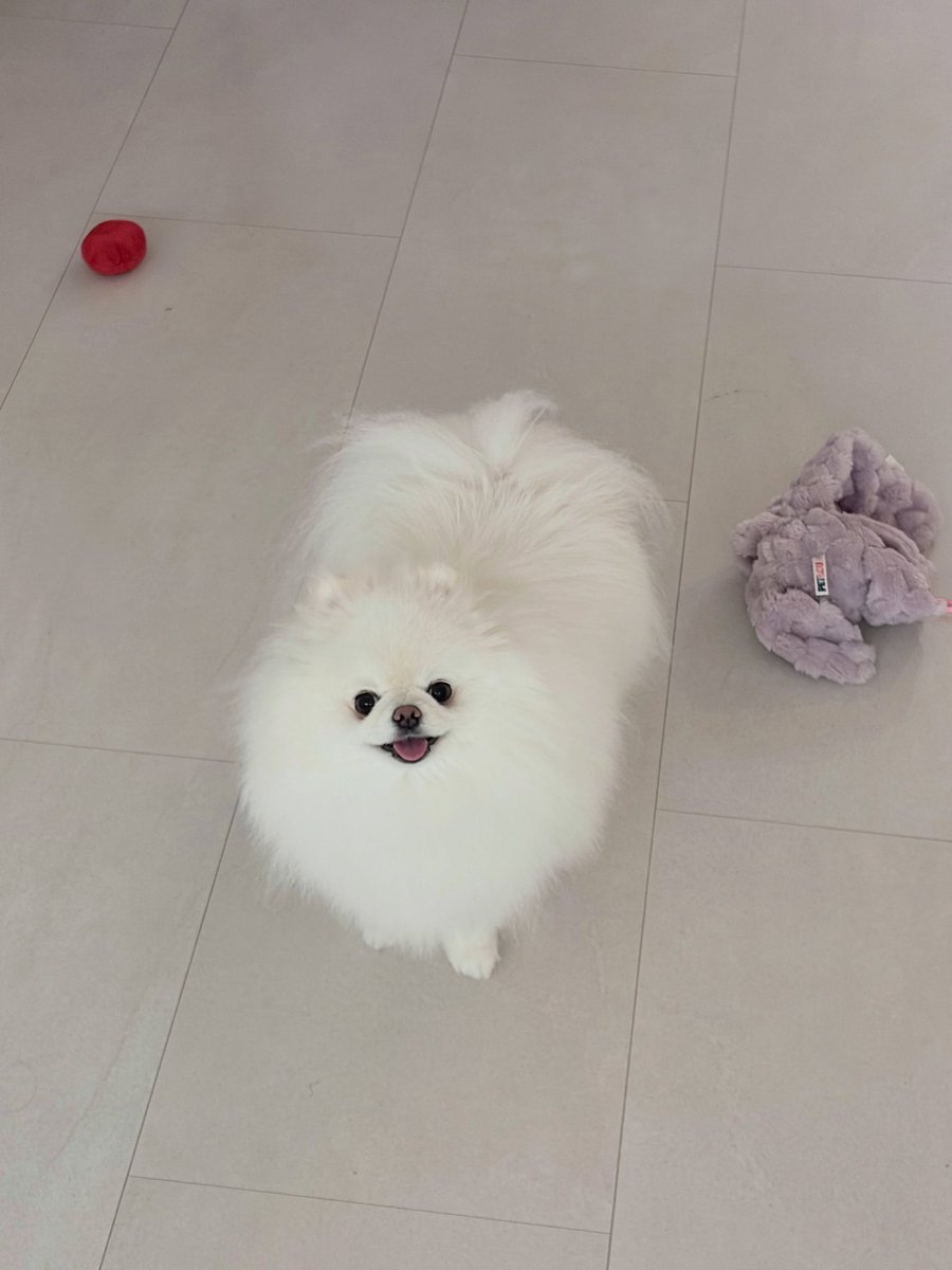 deobimom's tweet photo. DOMDU #DOMDU #돔두 ig 🐩📸 

🥰 https://t.co/8X1AhmmSqc